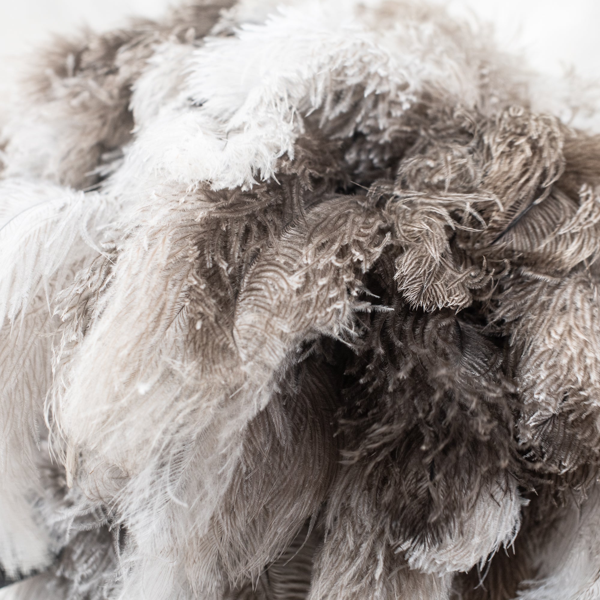 Ostrich Feather Dusters