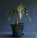 Bergs Potter Copenhagen - Petroleum Blue