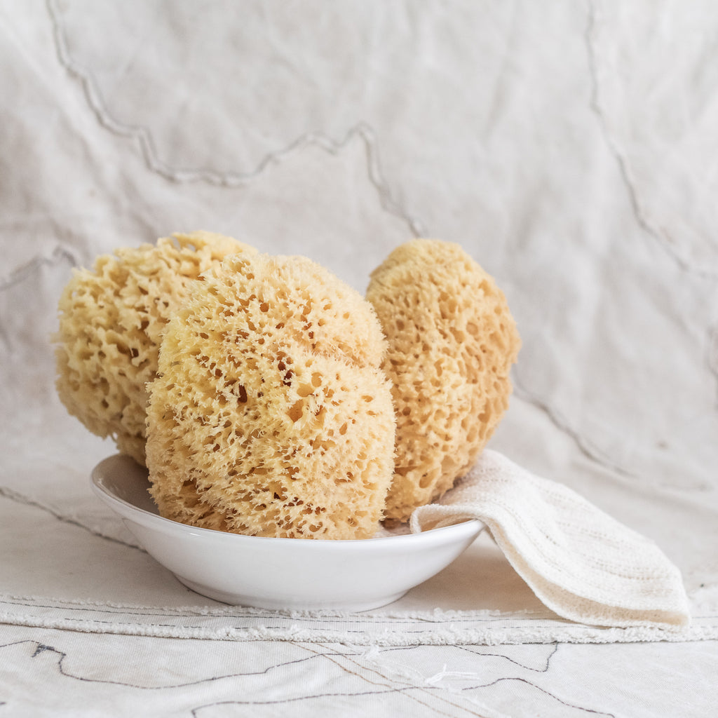 + Sea Sponges - The Lost + Found Department