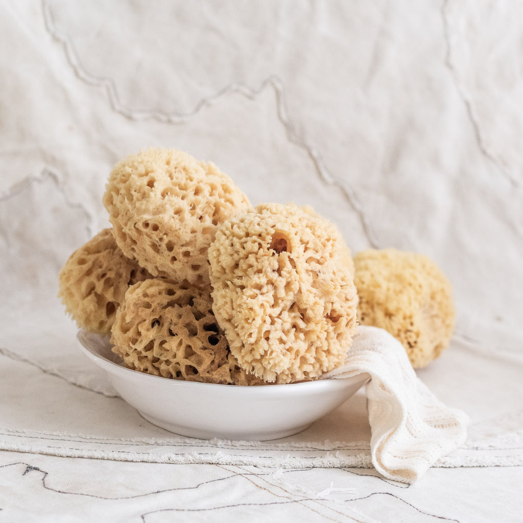 + Sea Sponges - The Lost + Found Department