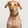 Canvas Dog Collars - The Lost + Found Department